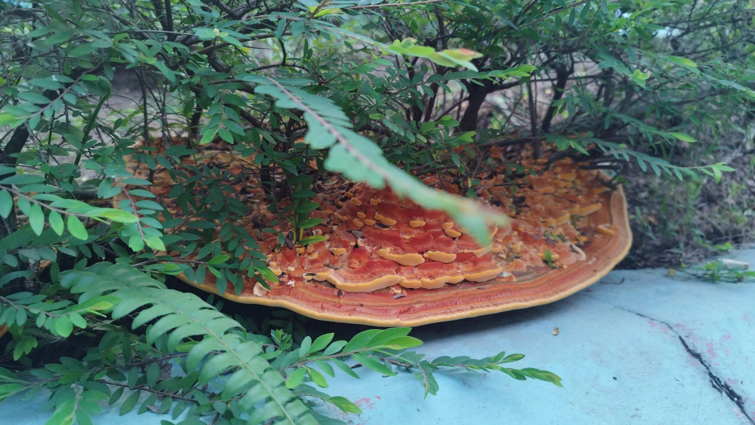 Large fungus spotted in Woodlands HDB