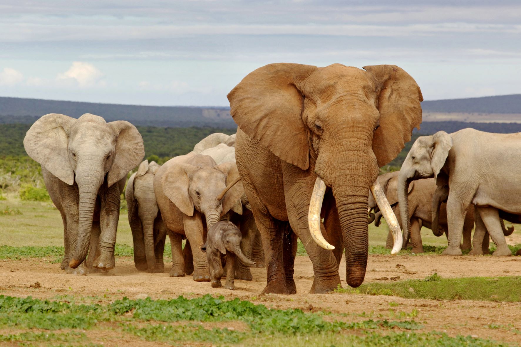 botswana-president-masisi-issues-threat-–-20,000-elephants-headed-to-germany!