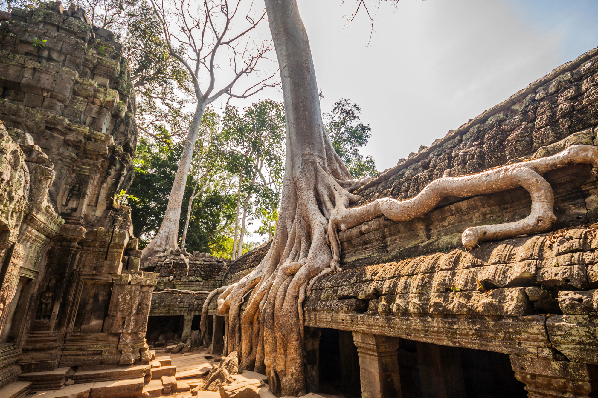 Tree in Ta Phrom
