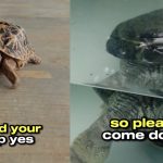 ‘We need all the support we can get’ — Woman appeals to Singaporeans to visit her live turtle museum again